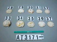 藏品(芋螺貝)的圖片